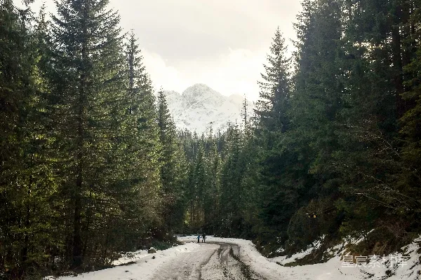 绿树间道路覆着白雪