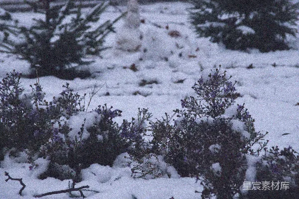 覆盖着白雪的地上长满了灌木丛和一个消防栓。