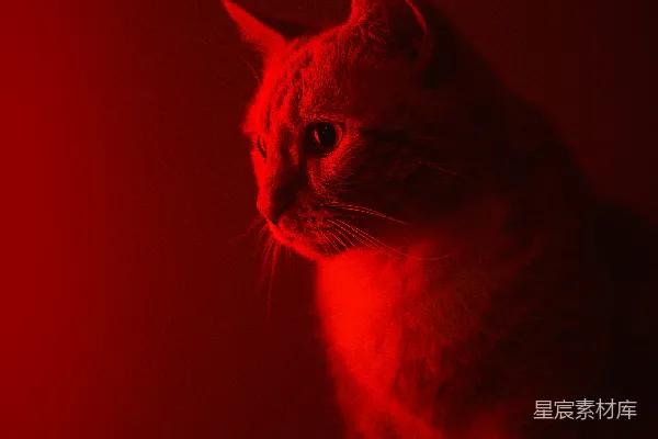 右侧面的猫