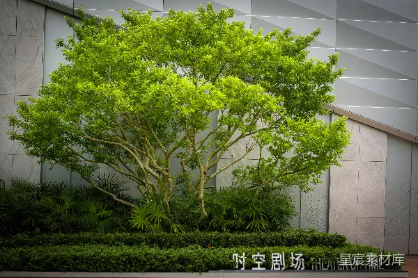高清摄影 郁郁葱葱的树木上标有“时间剧场”的牌子。