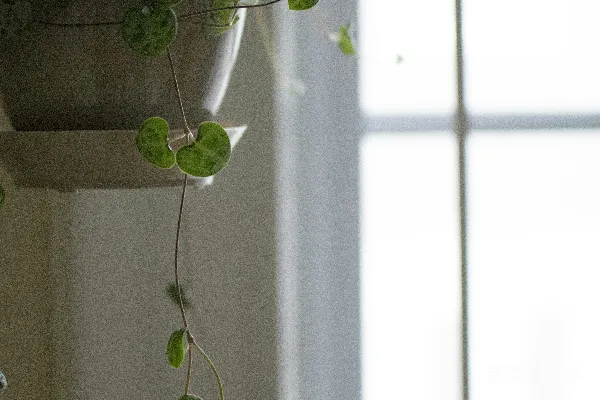 一盆植物
