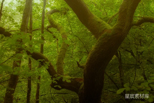 透过茂密的绿林 canopy 的阳光洒落。