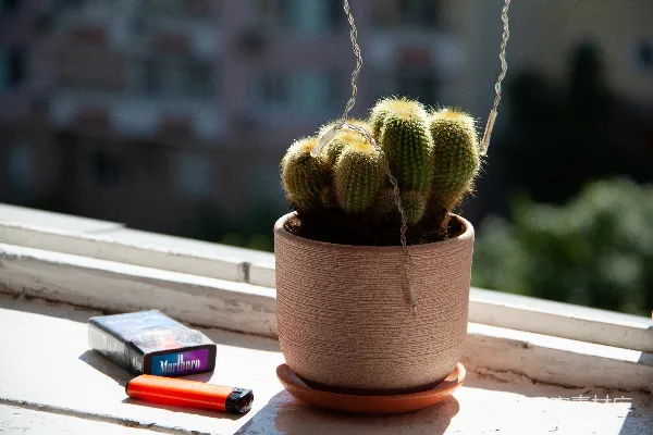 花盆中的仙人掌