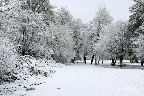 覆盖着白雪的公园里有许多树木