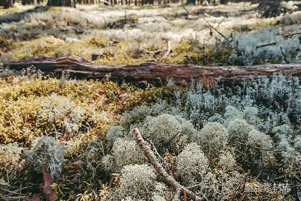一束生长在草地上的植物