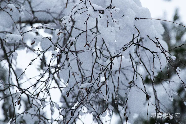 白雪覆盖着棕色的树干