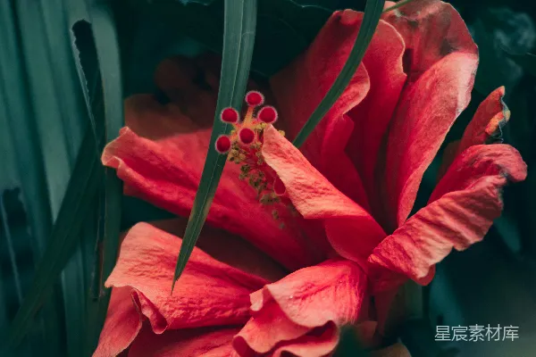 背景中一朵红色的花，绿色的叶子。