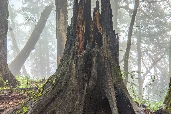 森林中的一棵树桩