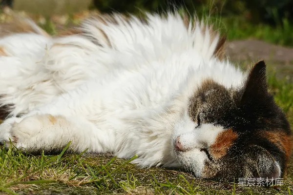 一只毛色柔和的虎斑猫静静地躺在绿色草地上睡着了。