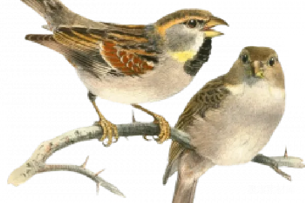 元素素材 透明