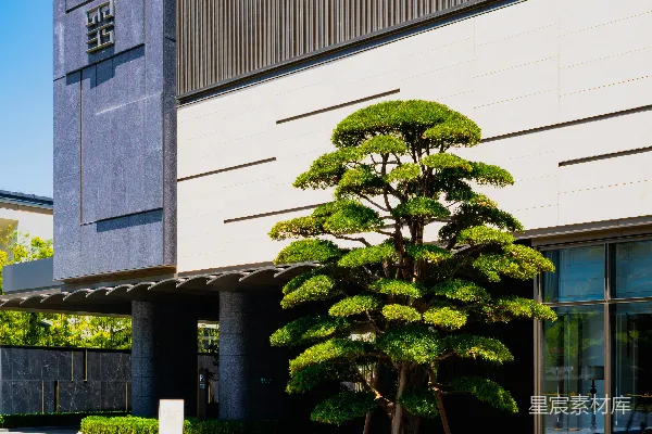 高清摄影 现代建筑入口处有雕刻的树木和喷泉。