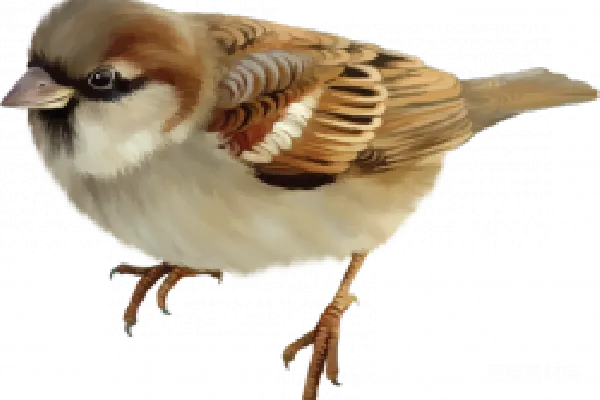 元素素材 雀