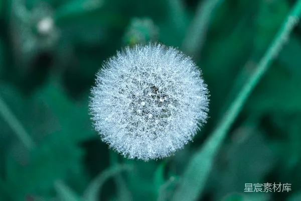聚焦于一朵蒲公英花的钟状结构的照片