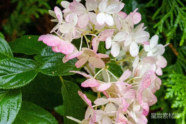 树上一束花的特写