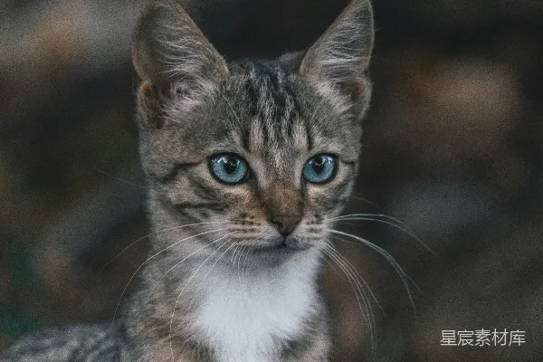 一只蓝眼睛的小猫正看着镜头。