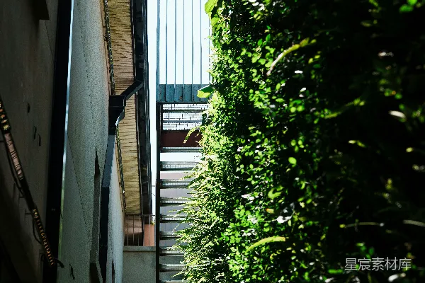 高清摄影 狭窄的巷子，两旁是郁郁葱葱的绿色墙壁和建筑。