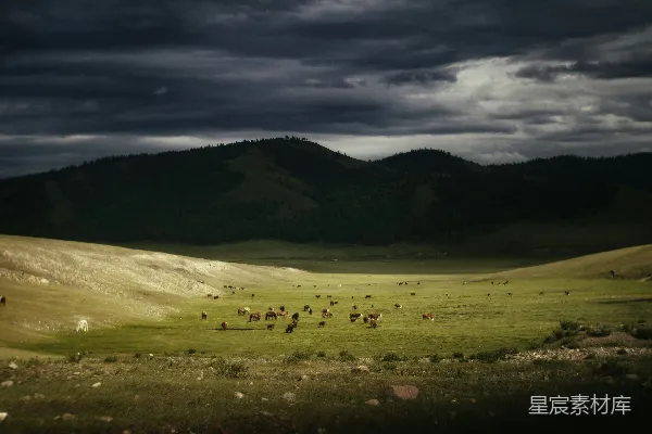 牛在一片 vibrant 绿色的草地上 grazing。