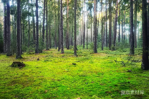 森林中间一片草地