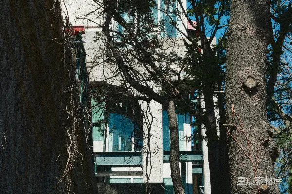 高清摄影 现代建筑部分被树木和覆盖着藤蔓的墙壁遮挡。