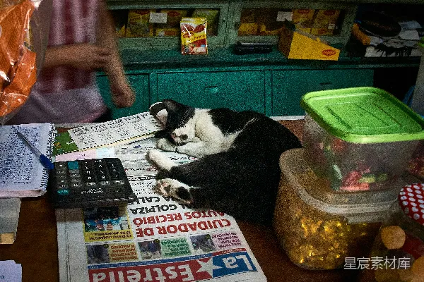 黑白相间的猫趴在报纸上