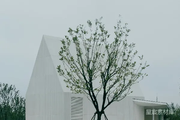 高清摄影 现代化的白色建筑旁有一棵独树。