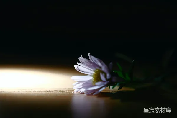 一朵单瓣的淡紫色星形花在表面上。