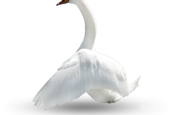 元素素材 PNG