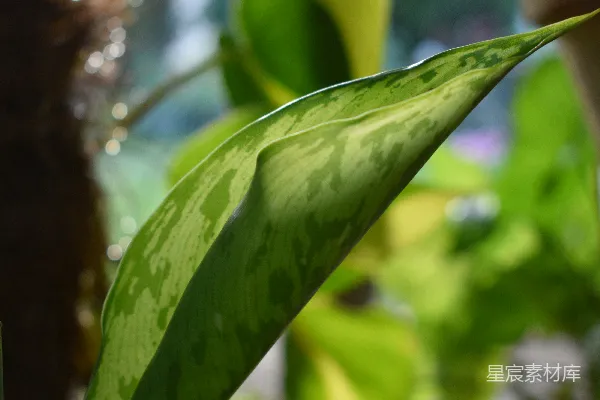 一个植物的特写镜头