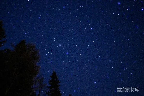满天星斗与树木的夜晚天空