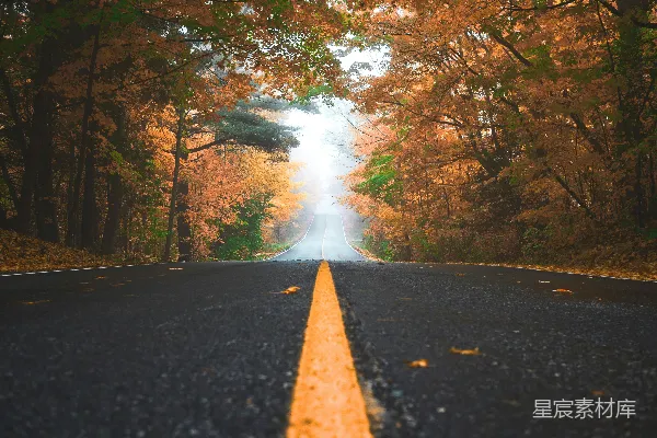 高清摄影 白天，一条灰色混凝土路两旁是棕色和绿色树叶的树木。