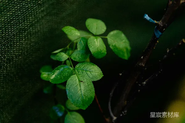 一棵小绿植物正在树枝上生长。