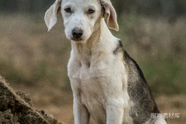 高清摄影 白黑山地犬幼犬