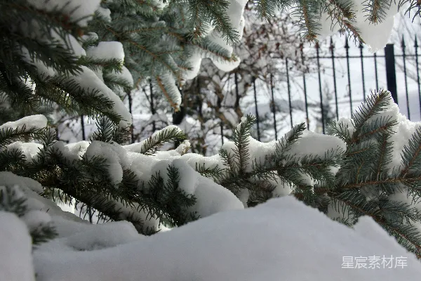 绿松树覆上白雪
