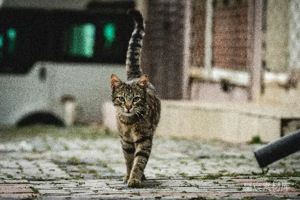 高清摄影 灰色虎斑猫在马路上行走