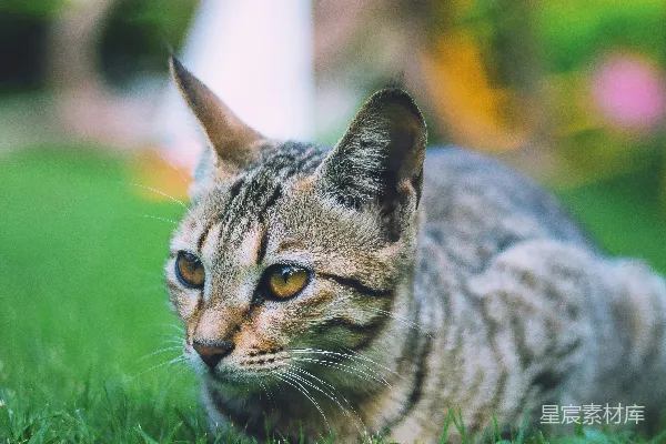 棕虎斑猫在绿色草地上