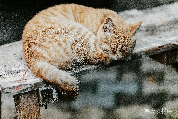 高清摄影 橙色虎斑猫在棕色木头原木上