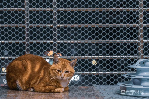 一只猫坐在地上。