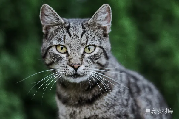 棕色虎斑猫的照片
