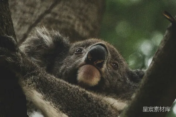 白天考拉熊在树上