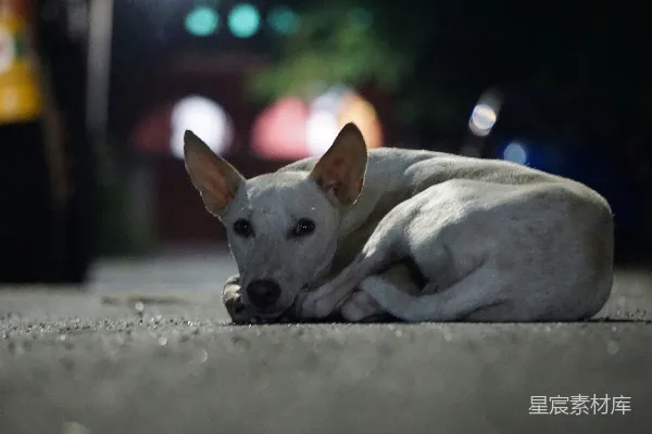 高清摄影 一只长着白色短毛的狗躺在地上。