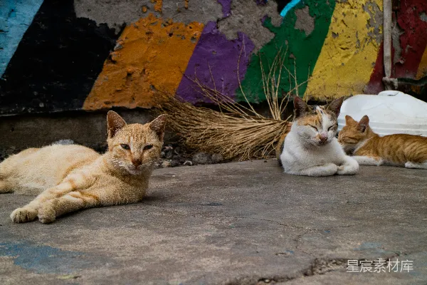 高清摄影 橙色虎斑猫躺在混凝土地板上