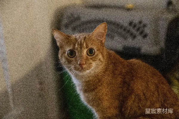 橘色花斑猫坐在白色桌子上
