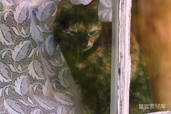窗边的一只猫坐在窗口向外看