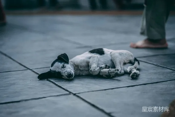高清摄影 短毛白狗