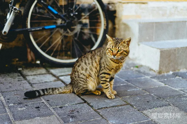 高清摄影 棕色虎斑小猫在黑色山地自行车旁边