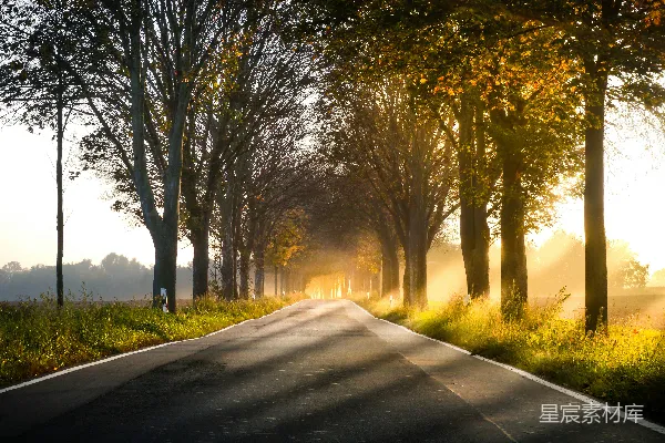 高清摄影 靠近树木的公路风景