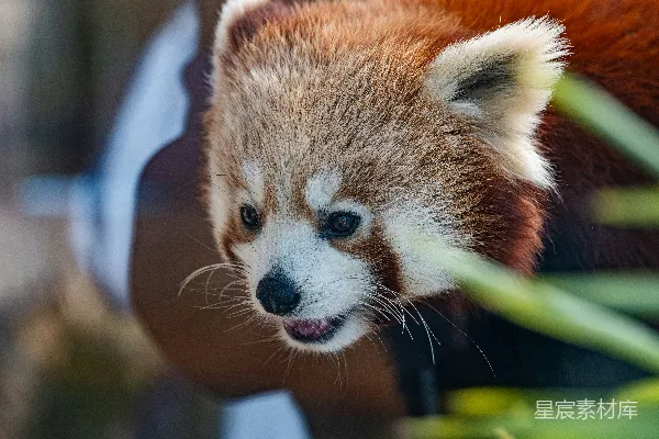 一只红熊猫探出绿叶之间。