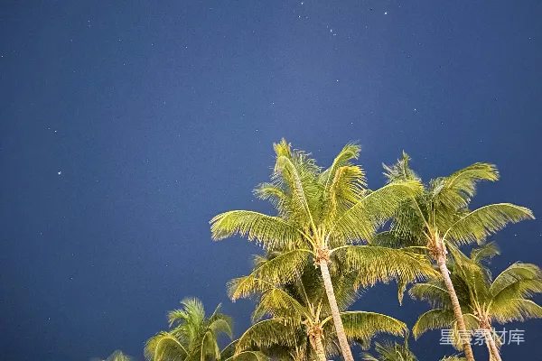 一群棕榈树下的蓝天