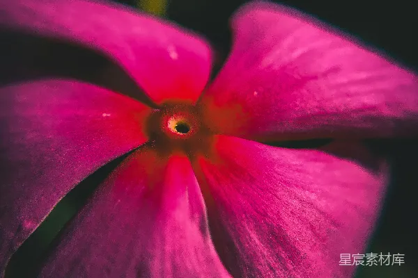 一朵花的特写镜头