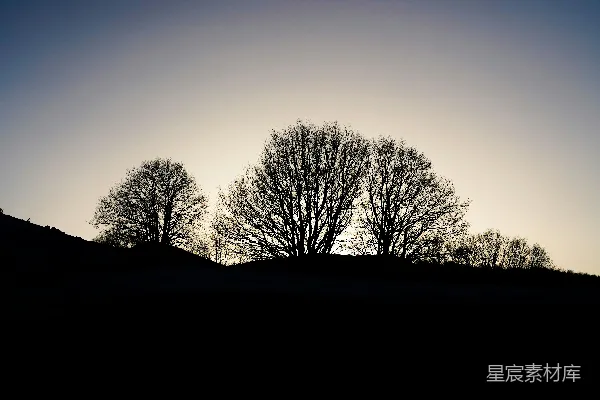 夕阳下的树影轮廓